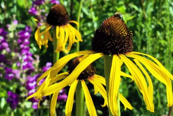 Horniman Museum and Gardens declares climate emergency