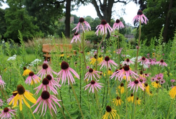 Stars of the Grasslands Garden