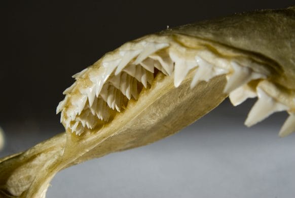 Bones and Teeth