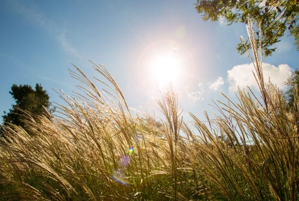 Grasslands Garden wins planting design award