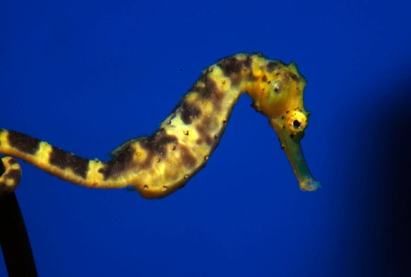 Free entry to Horniman Aquarium for World Oceans Day fun-day