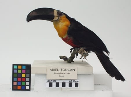 TLC for our Toucan