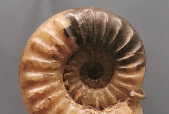 Fossil Dig