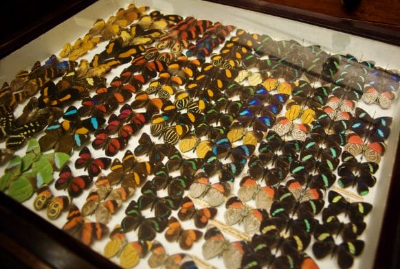 Bioblitz