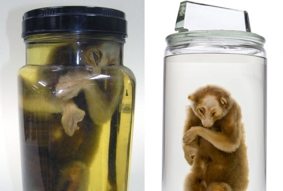 Rehoming the Slow Loris