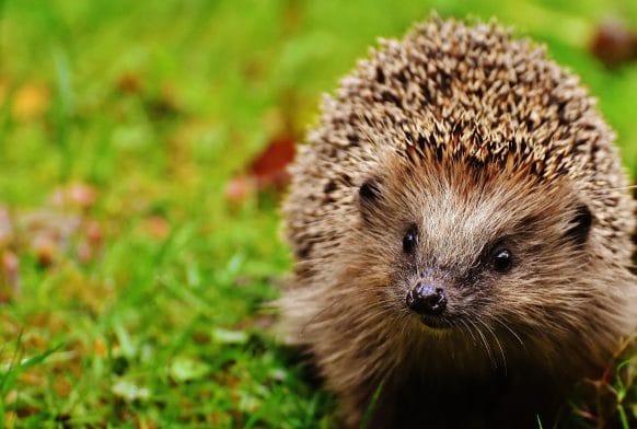 Wildlife in Autumn