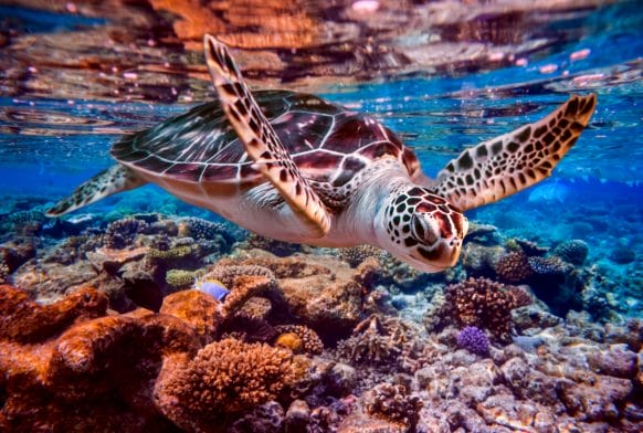 World Oceans Day