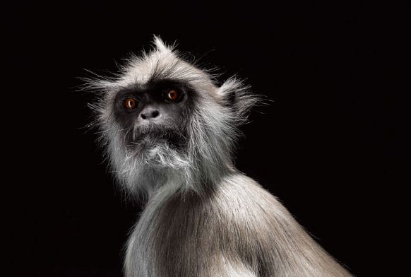 Monkey Business swings into Forest Hill