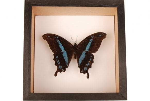 Exploring Frederick Horniman&#8217;s insects