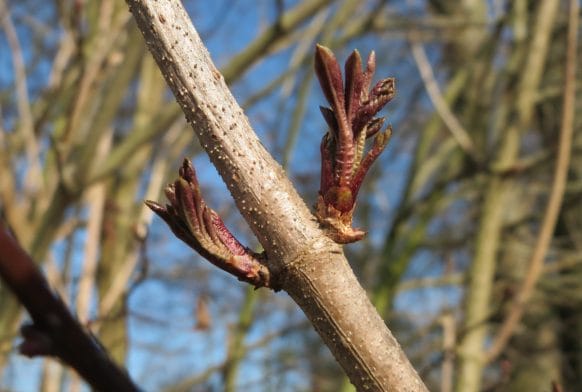 Buds and Bark: Identifying winter trees