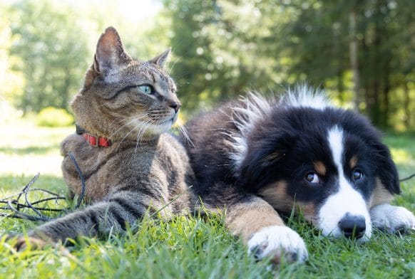 Do cats and dogs love us back?