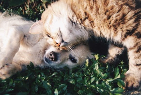 The mood-boosting power of pets