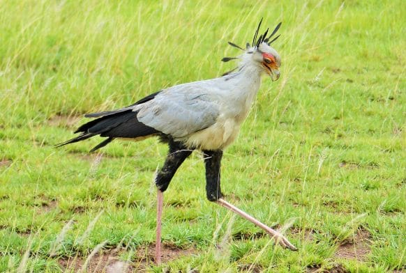 Specimen of the Month: the Secretarybird