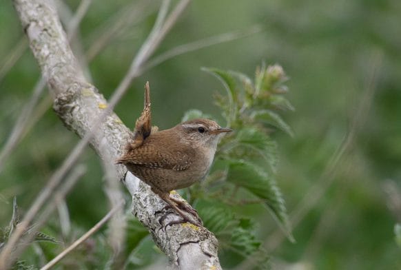 The Language of the Birds: a brief guide to Spring songs