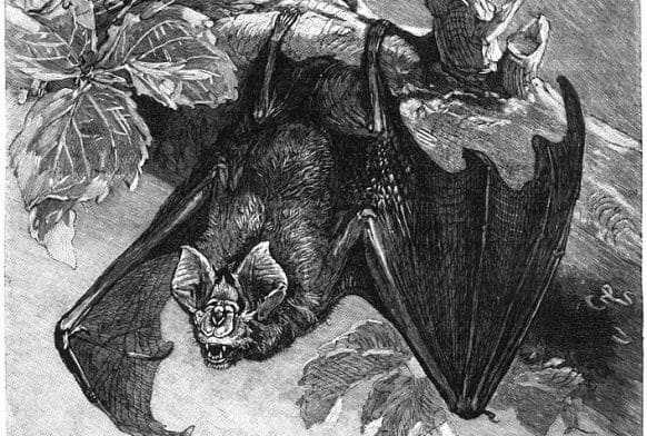 Fact file: the greater horseshoe bat
