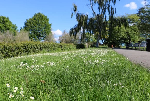 No Mow May at the Horniman