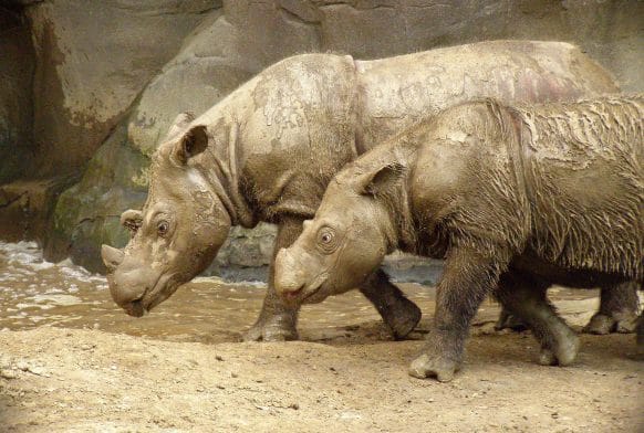Rhinos on the Clock