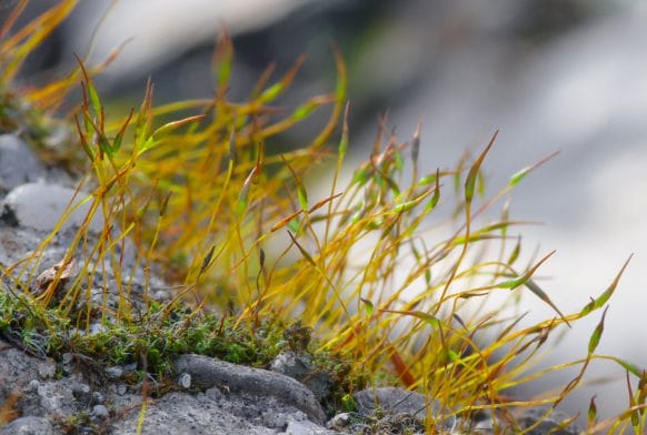 Moss and the Brilliance of Bryophytes
