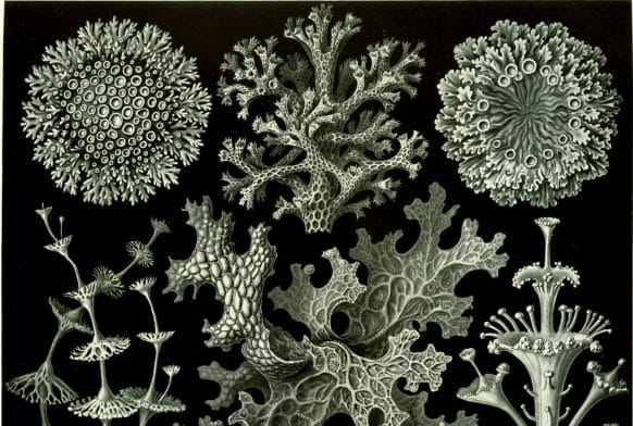 Learning to love the lichen