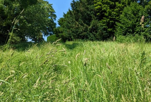 Identifying grasses