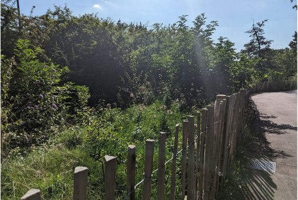 The Miyawaki method: London Road Forest Border