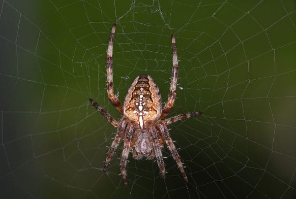 Spider Season