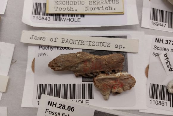 Nature + Love: Fossil Project