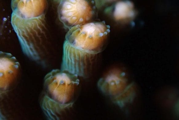 What is Coral?